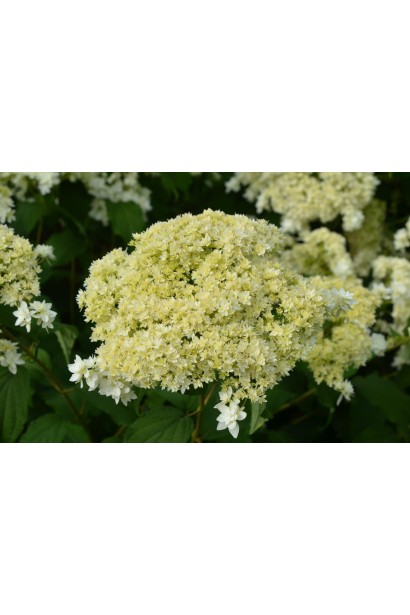 Гортензія деревовидна ’Хайєс Старберст’